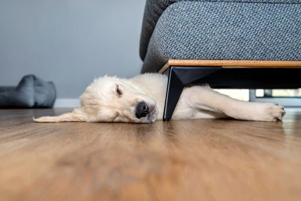 vinylflooring_dog