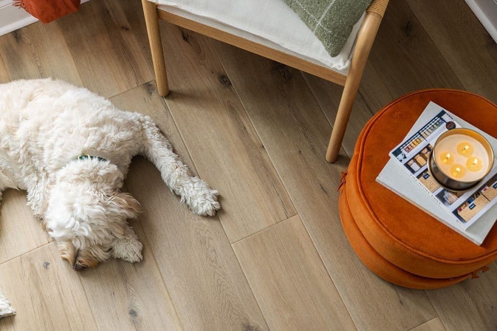 dog sleeping
