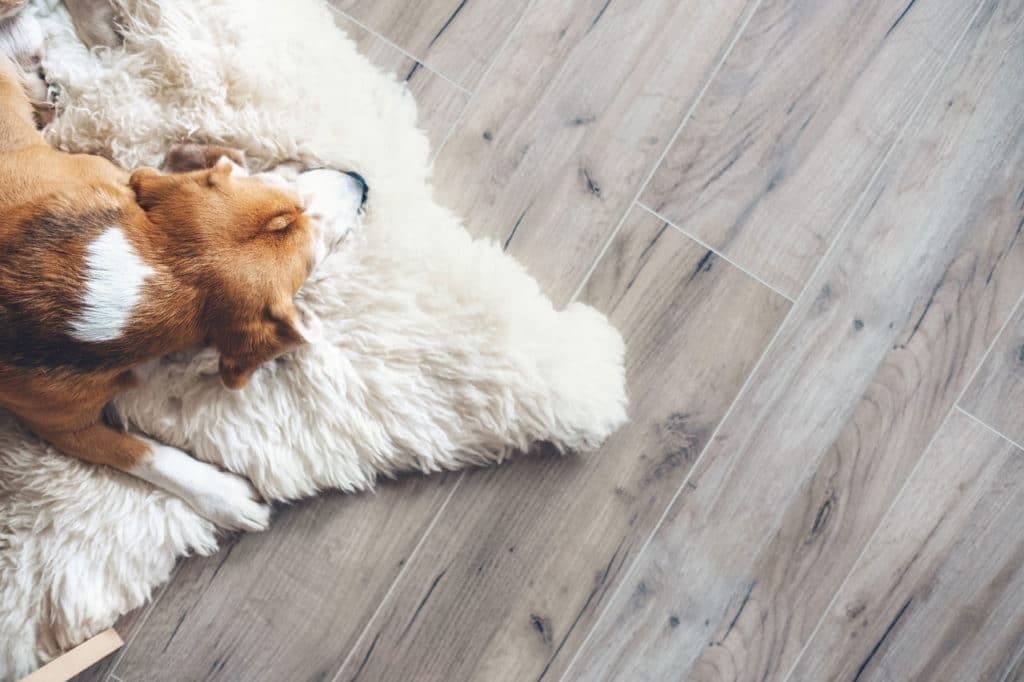 dog sleeping