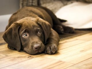 brown puppy resting on tan vinyl flooring